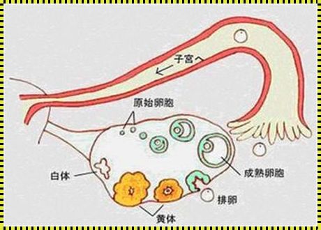 卵泡破当天最明显的症状：备孕路上的惊与喜